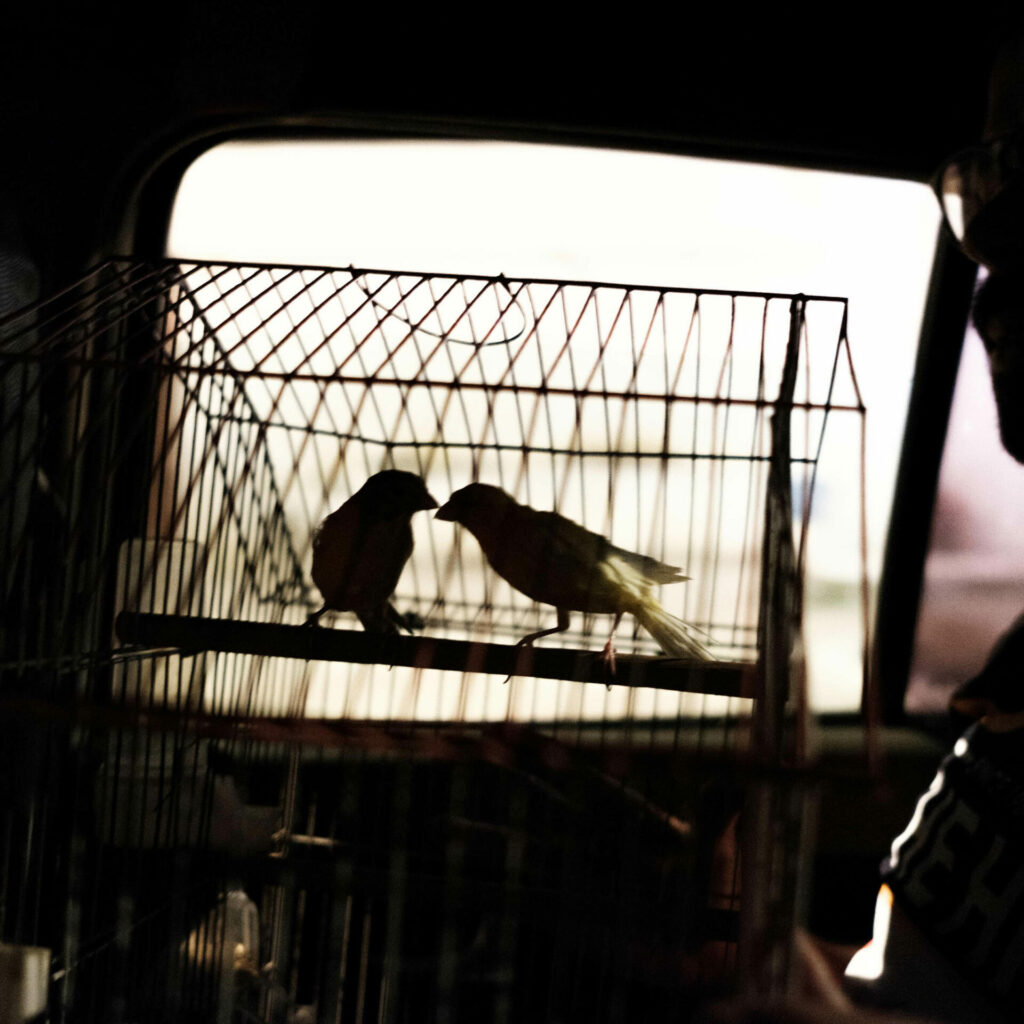 Un jeune tient une cage avec deux oiseaux à l’intérieur d’un taxi